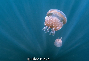 Jellyfish and sun rays, jellyfish lake, Raja Ampat by Nick Blake 